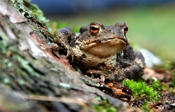 toad habitat